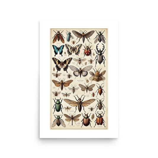 affiche insectes